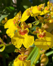 Puspita Nursery “Oncidium Orchid Plant – Live Indoor Flowering Plant with Vibrant, Dancing Blooms”